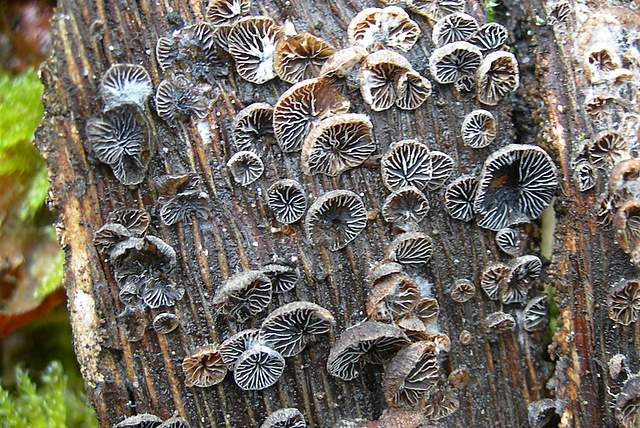 I  Funghi  dopo  l''Uragano